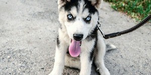 Siberian-Husky-Leash-Training Siberian-Husky-Leash-Training