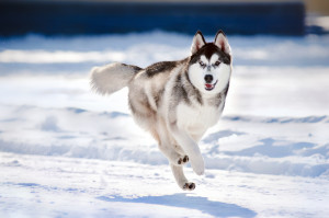 Siberian Husky Off Lead in Winter Snow