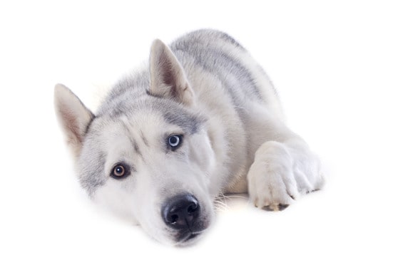 Siberian Husky puppy with different colored eyes
