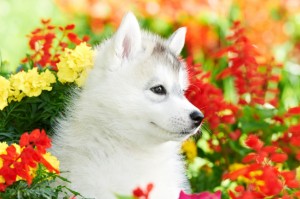 A Siberian husky puppy playing in flowers