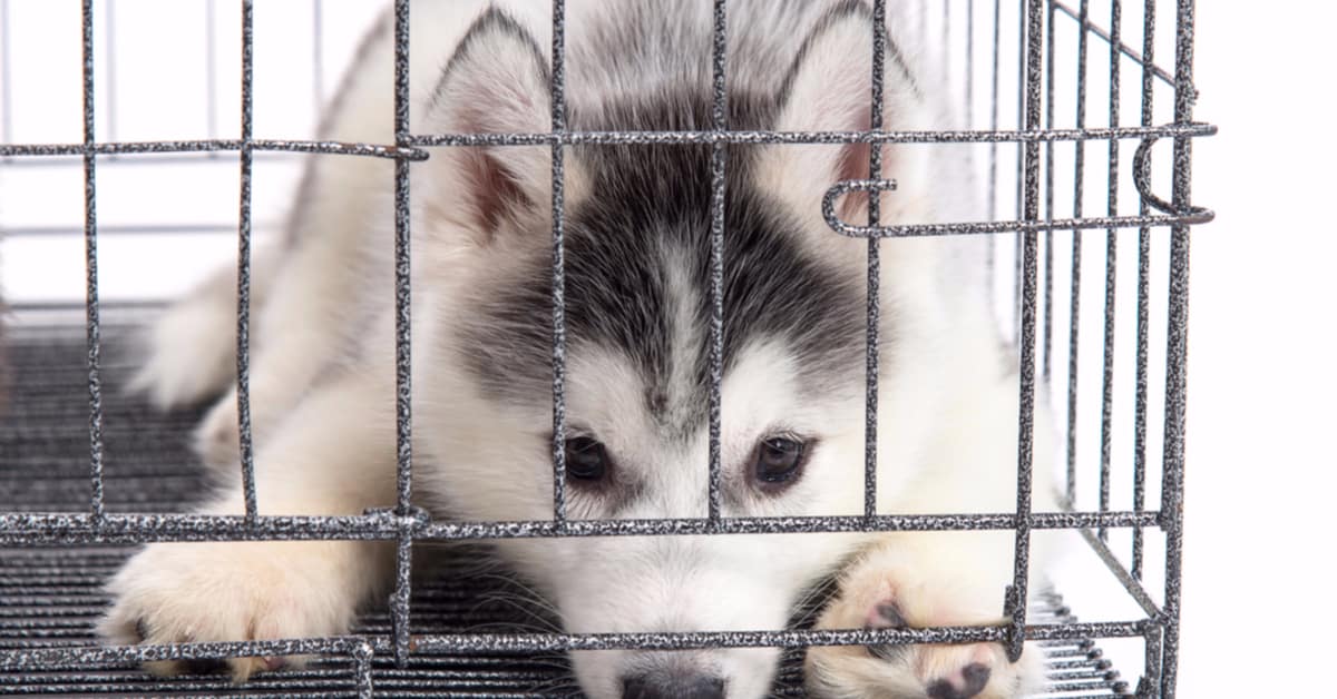 how to crate train a husky how to crate train a husky