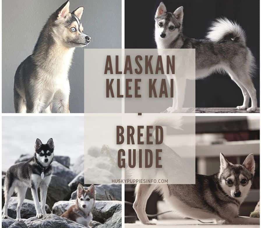 ALASKAN-KLEE-KAI-THUMBNAIL Klee kai breed guide collage thumbnail