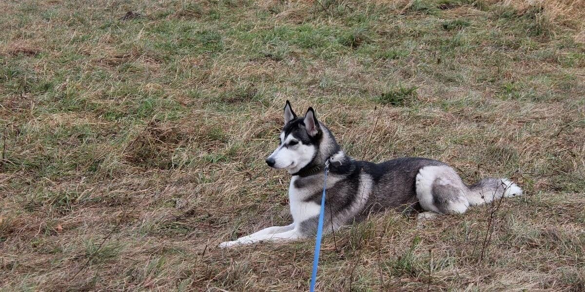 Exercising-a-Siberian-Husky Exercising-a-Siberian-Husky