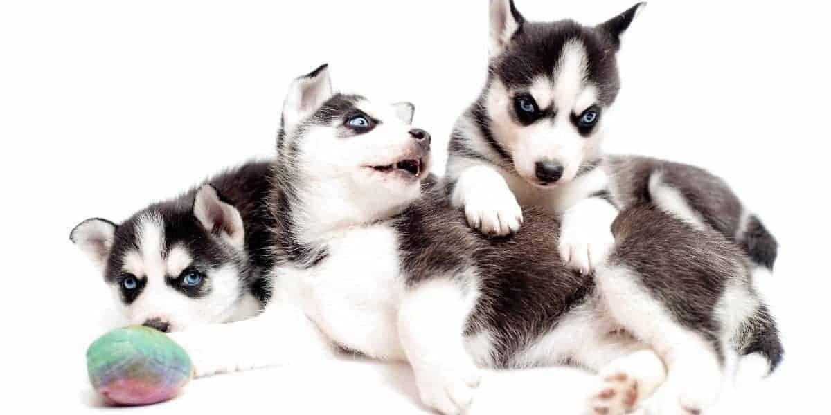Find-a-Husky-Puppy-Breeder Find-a-Husky-Puppy-Breeder