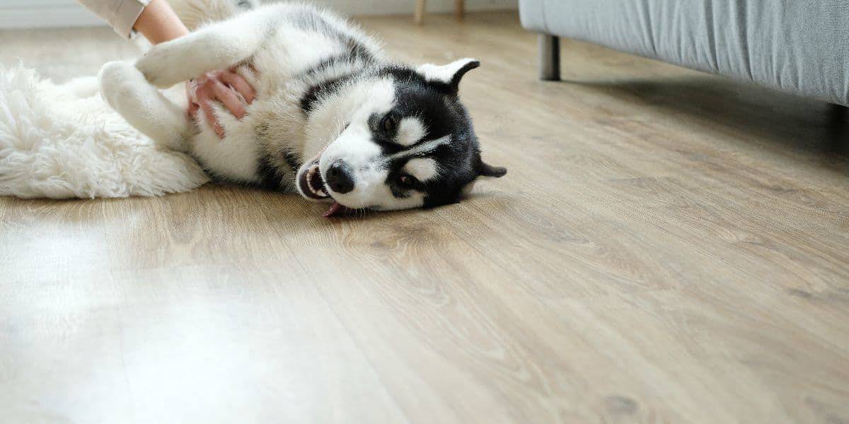 How-much-Space-does-a-husky-need How-much-Space-does-a-husky-need