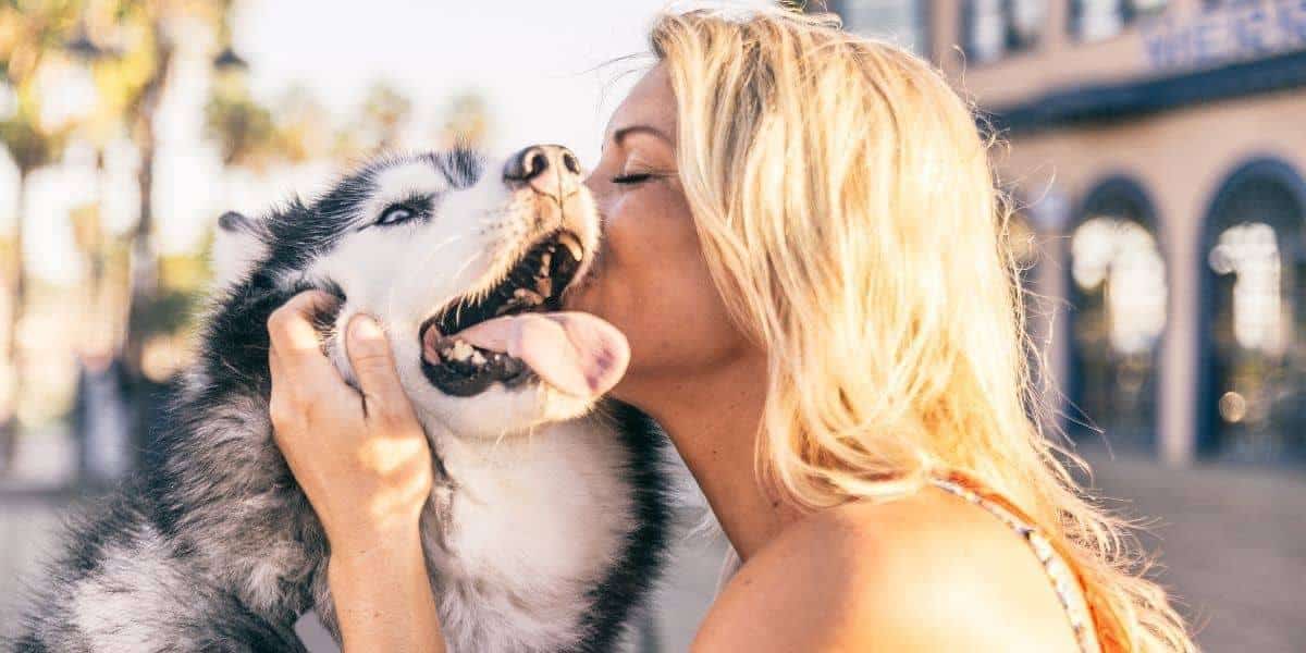 Husky-Adoption-today Husky-Adoption