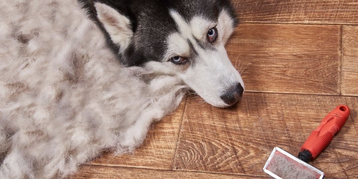 Husky-Grooming-1 Husky-Grooming
