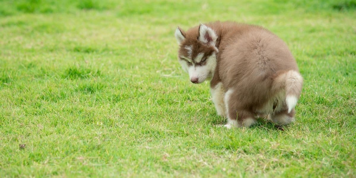 Husky-Potty-Training Husky-Potty-Training