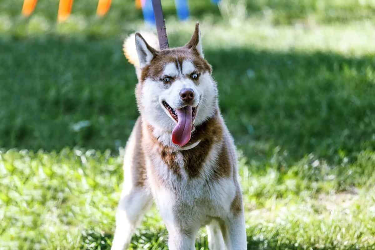 Husky-Pulling-on-Leash husky leash training