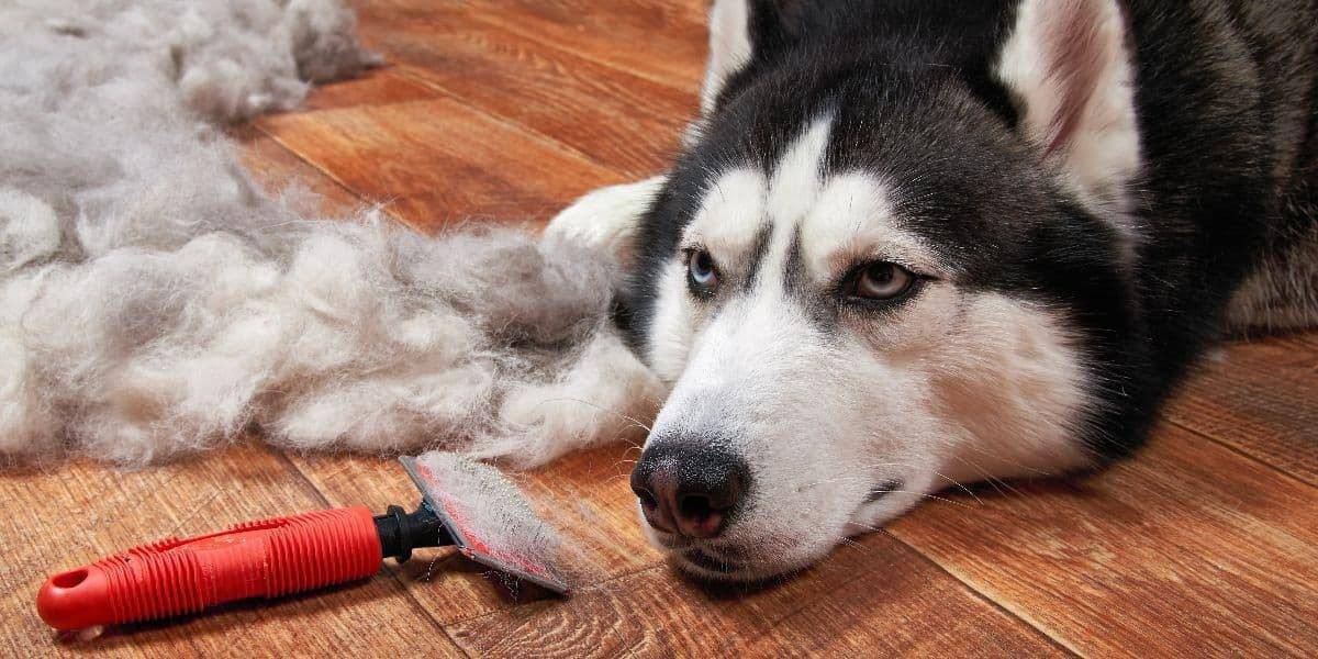 Husky-Shedding Husky-Shedding