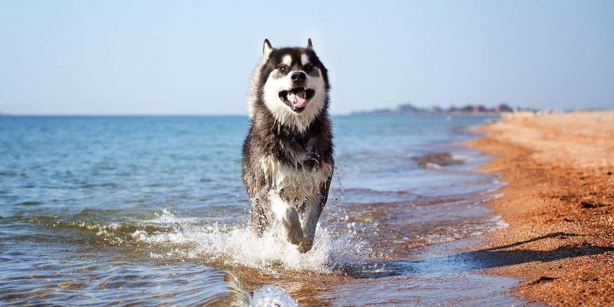 Life-Expectancy-of-a-siberian-Husky Life-Expectancy-of-a-siberian-Husky