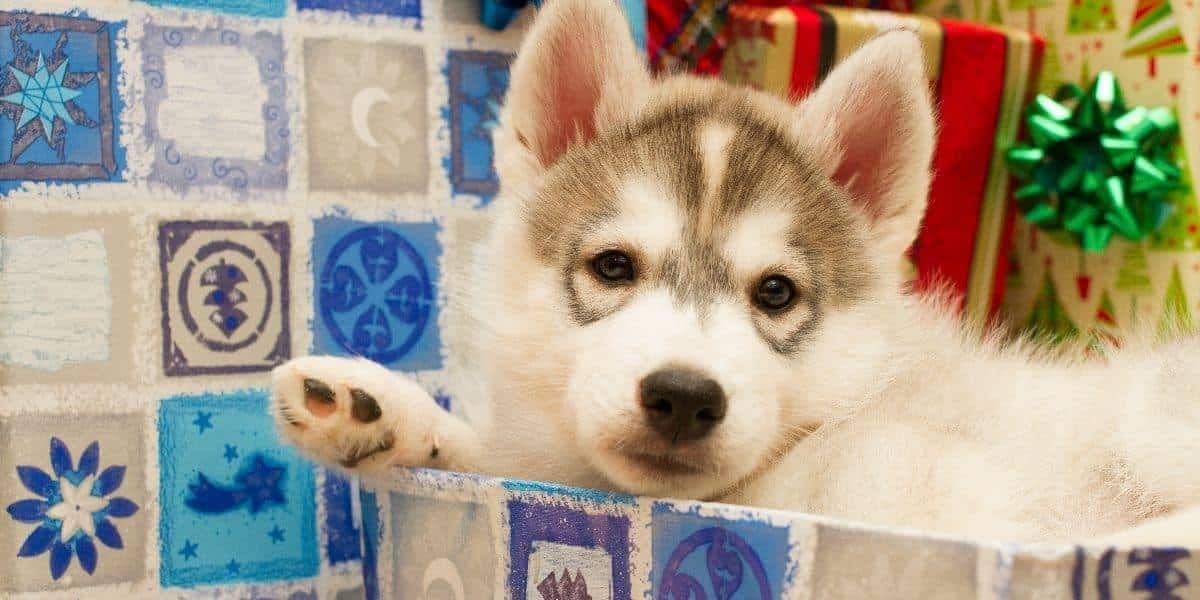 Siberian-Husky-Puppy-for-Christmas Siberian-Husky-Puppy-for-Christmas