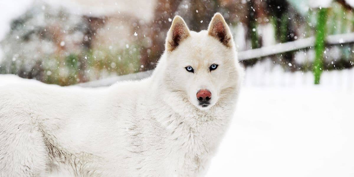 Siberian-Husky-Tempermant Siberian-Husky-Tempermant
