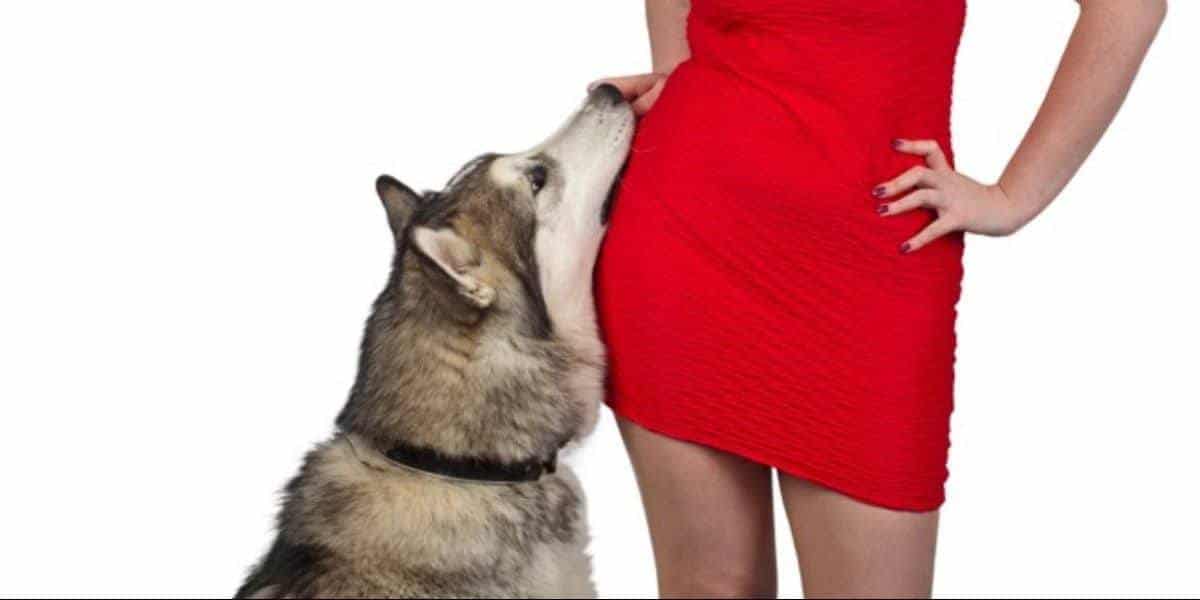 siberian_husky_big siberian_husky_big