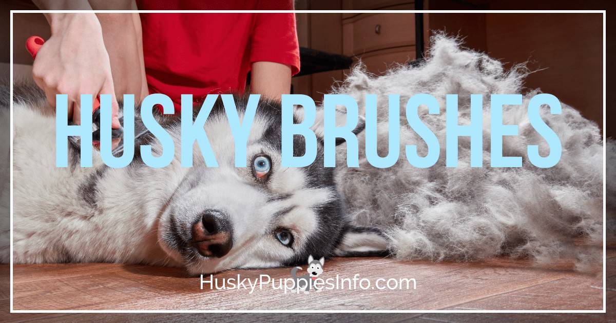 Best Brush For Husky Best Brush For Husky