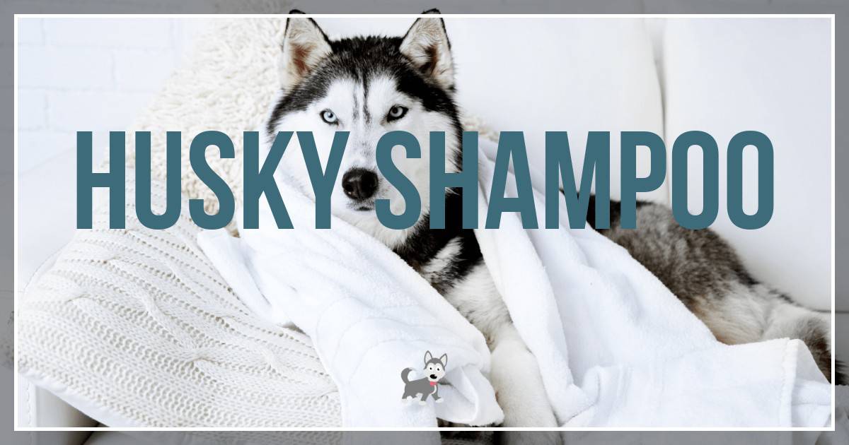 Best shampoo for husky Best shampoo for husky