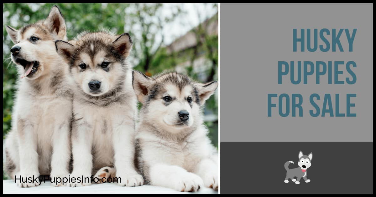 Husky Puppies For Sale Husky Puppies For Sale