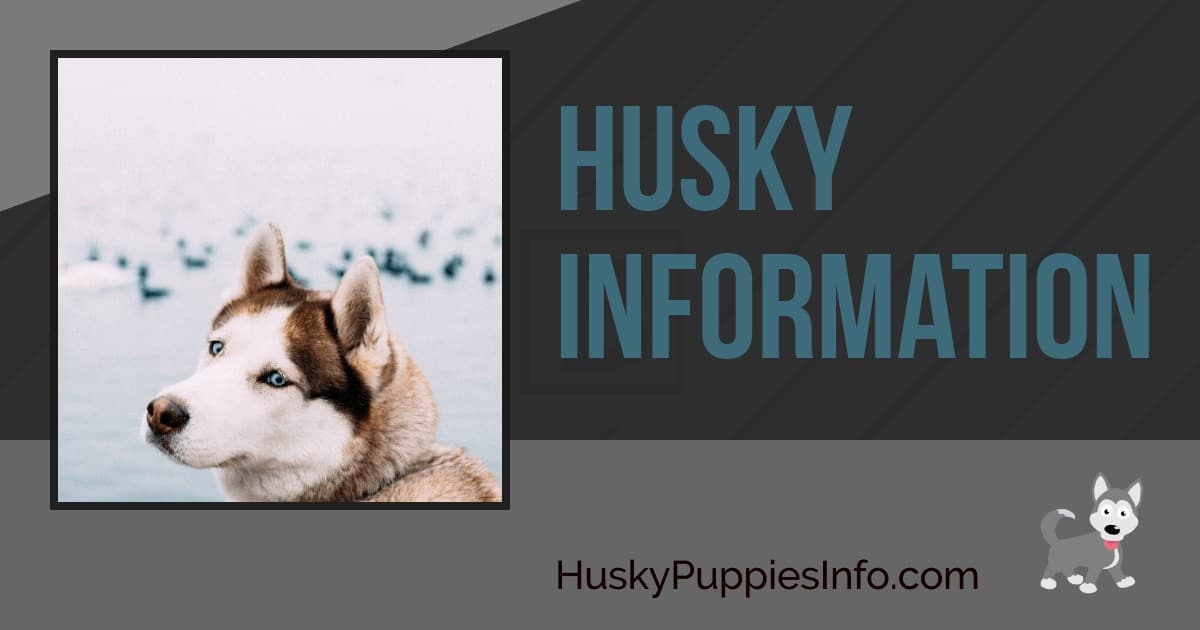 Siberian Husky Puppy Information Siberian Husky Puppy Information