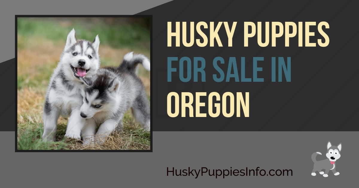 Husky Puppies For Sale in Oregon Husky Puppies For Sale in Oregon