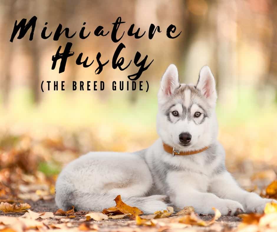 Miniature-Husky-breed-guide