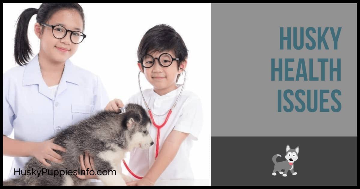 Husky Health Issues Husky Health Issues
