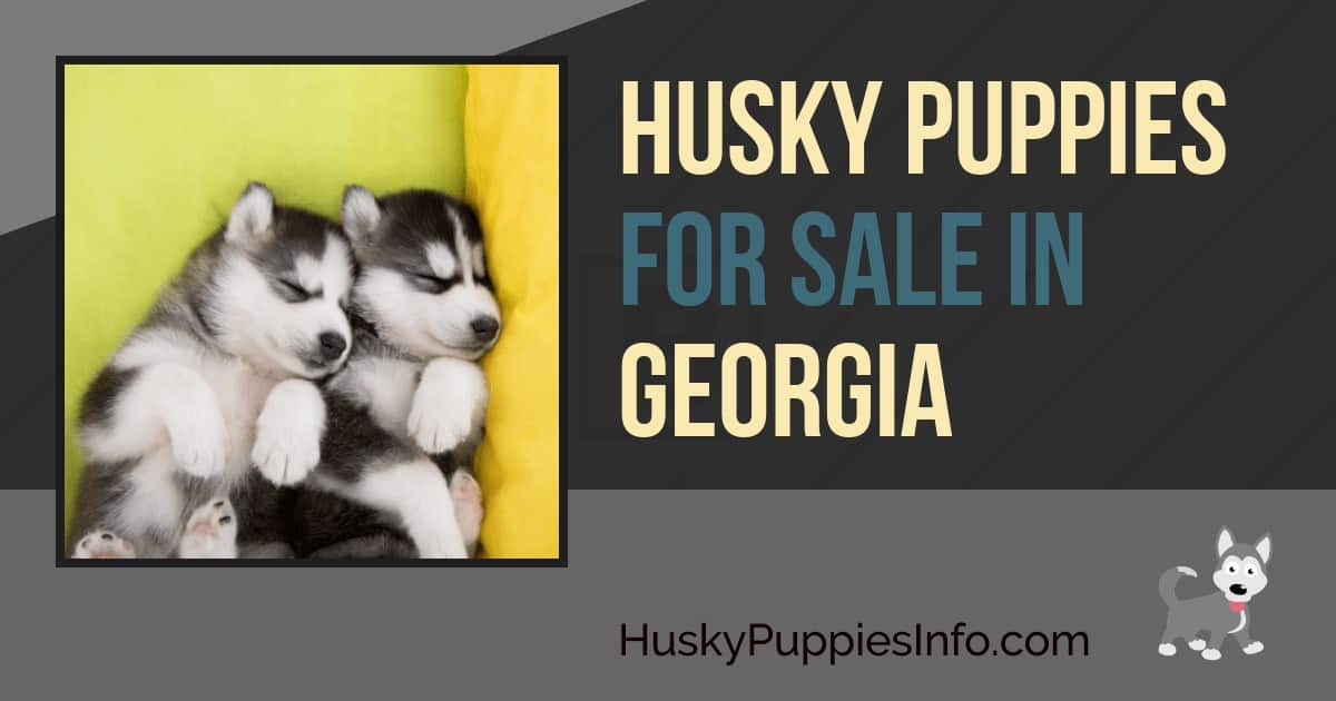 Husky Puppies For Sale in Georgia Husky Puppies For Sale in Georgia