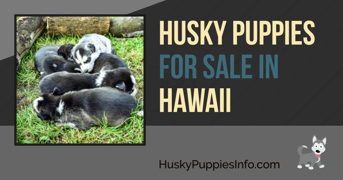 Husky Puppies For Sale in Hawaii Husky Puppies For Sale in Hawaii