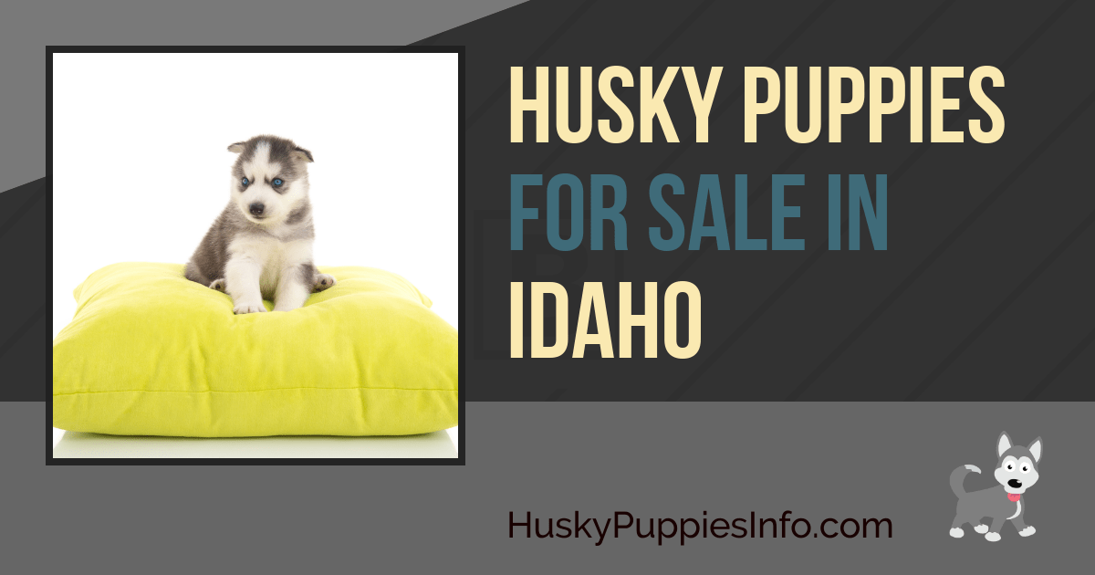 Siberian Husky Puppies For Sale in Idaho Siberian Husky Puppies For Sale in Idaho