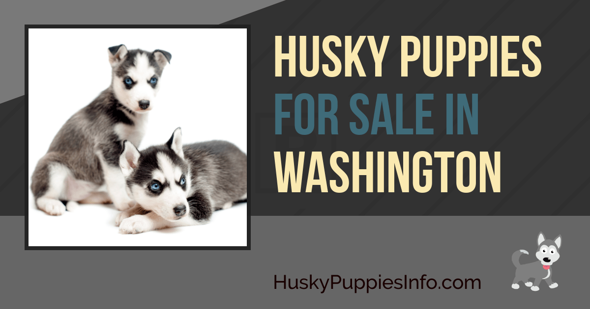 Husky Puppies For Sale in Washington Husky Puppies For Sale in Washington