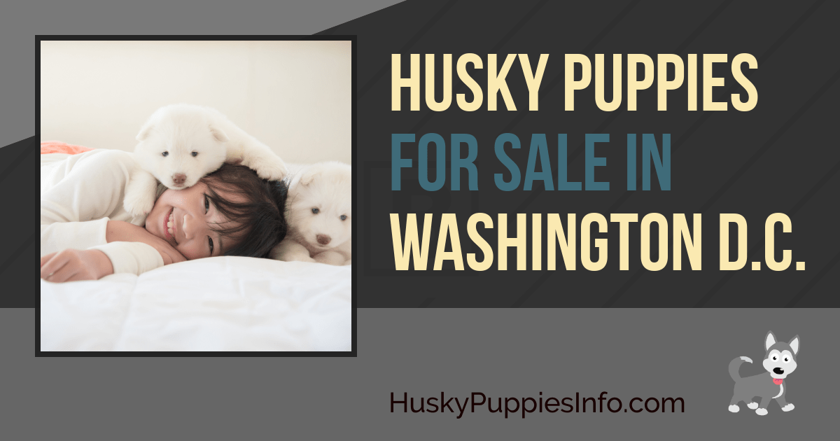 Husky Puppies For Sale in the District Of Columbia Husky Puppies For Sale in the District Of Columbia