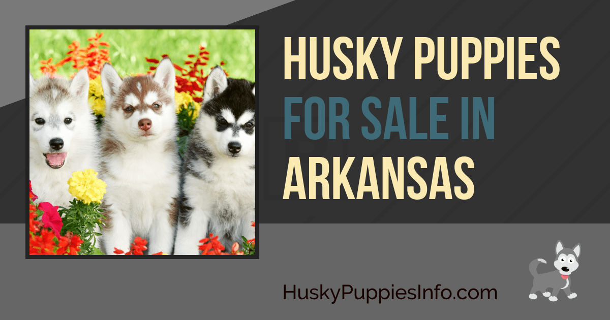 Husky Puppies for Sale in Arkansas Siberian Husky Puppies for Sale in Arkansas