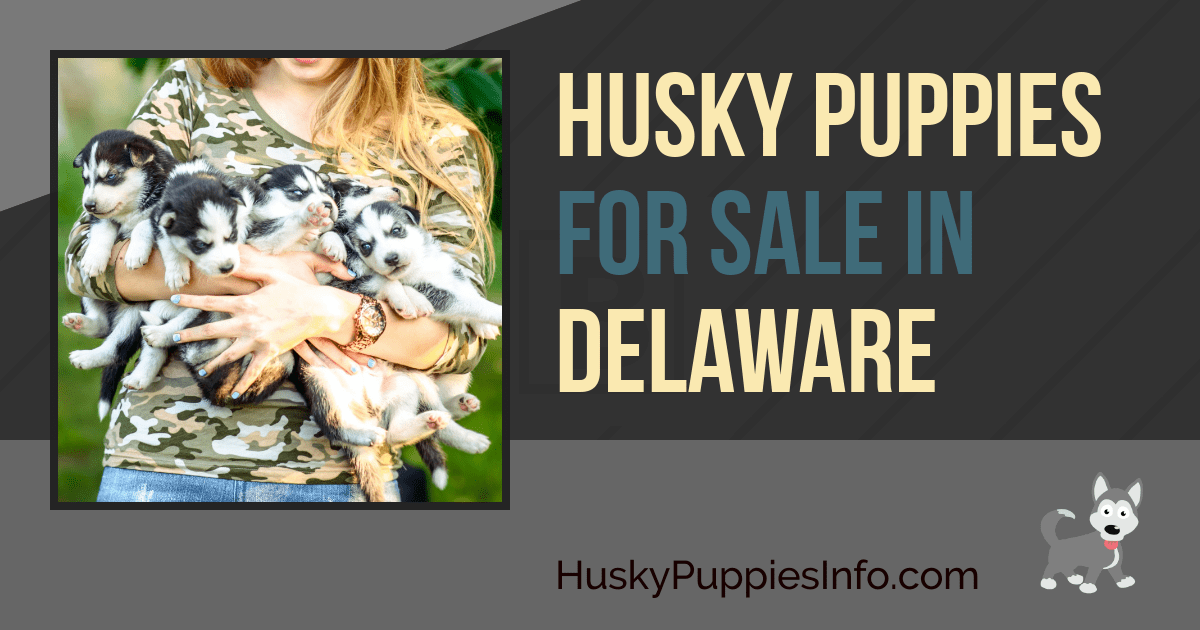 Siberian Husky Puppies For Sale In Delaware Siberian Husky Puppies For Sale In Delaware