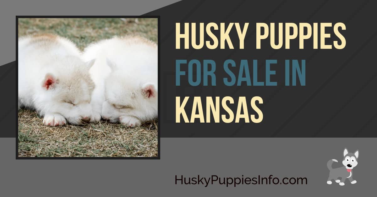 Siberian Husky Puppies For Sale In Kansas Siberian Husky Puppies For Sale In Kansas