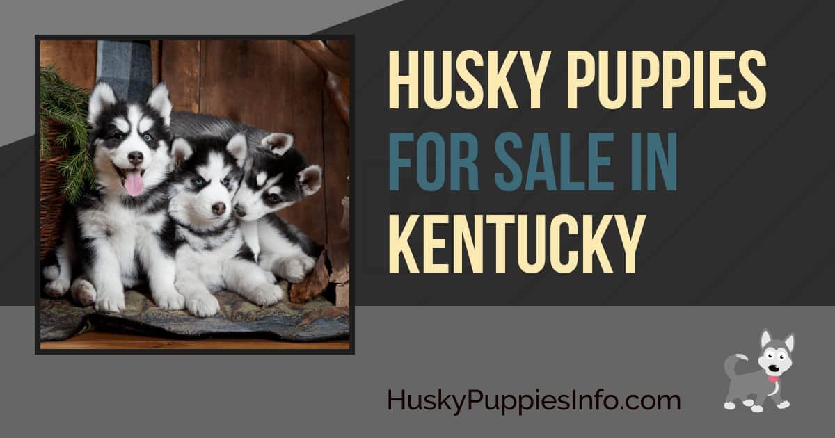 Siberian Husky Puppies For Sale In Kentucky Siberian Husky Puppies For Sale In Kentucky