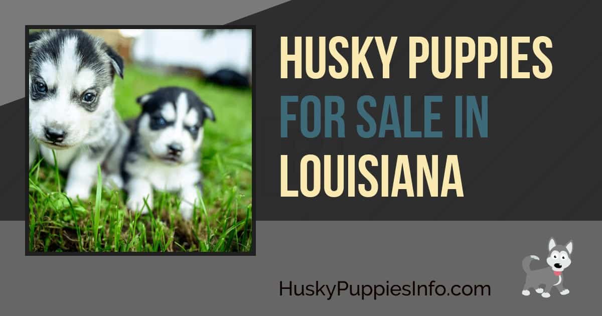 Siberian Husky Puppies For Sale In Louisiana Siberian Husky Puppies For Sale In Louisiana