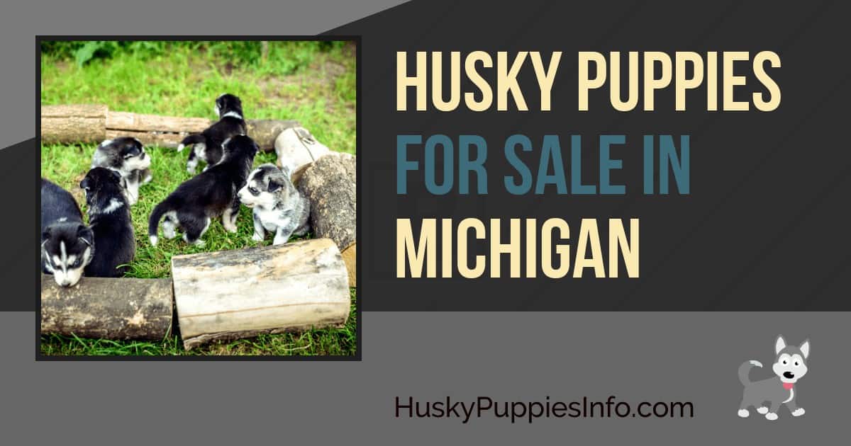 Siberian Husky Puppies For Sale In Michigan Siberian Husky Puppies For Sale In Michigan