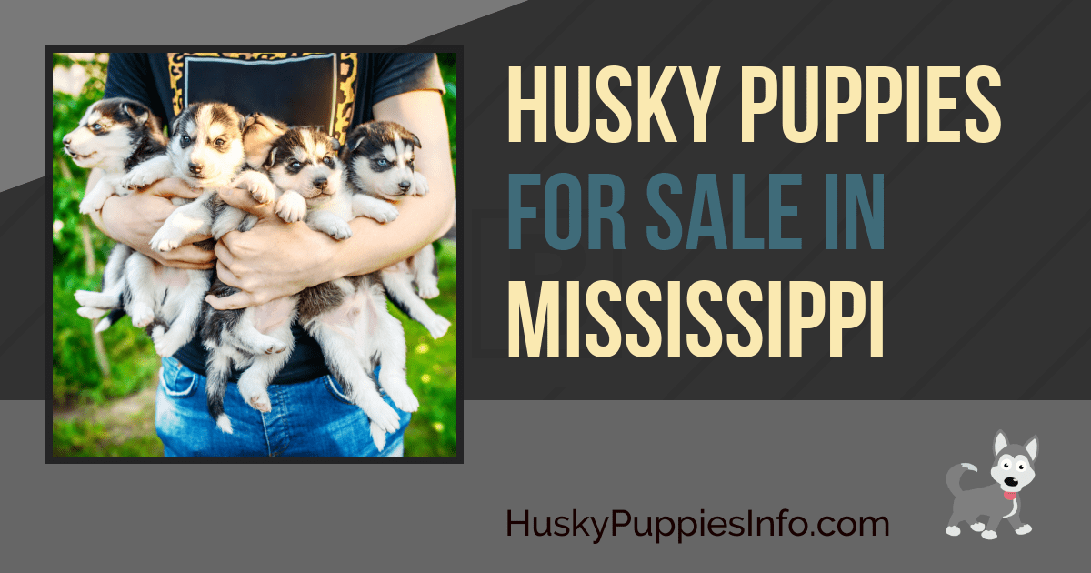 Siberian Husky Puppies For Sale In Mississippi Siberian Husky Puppies For Sale In Mississippi