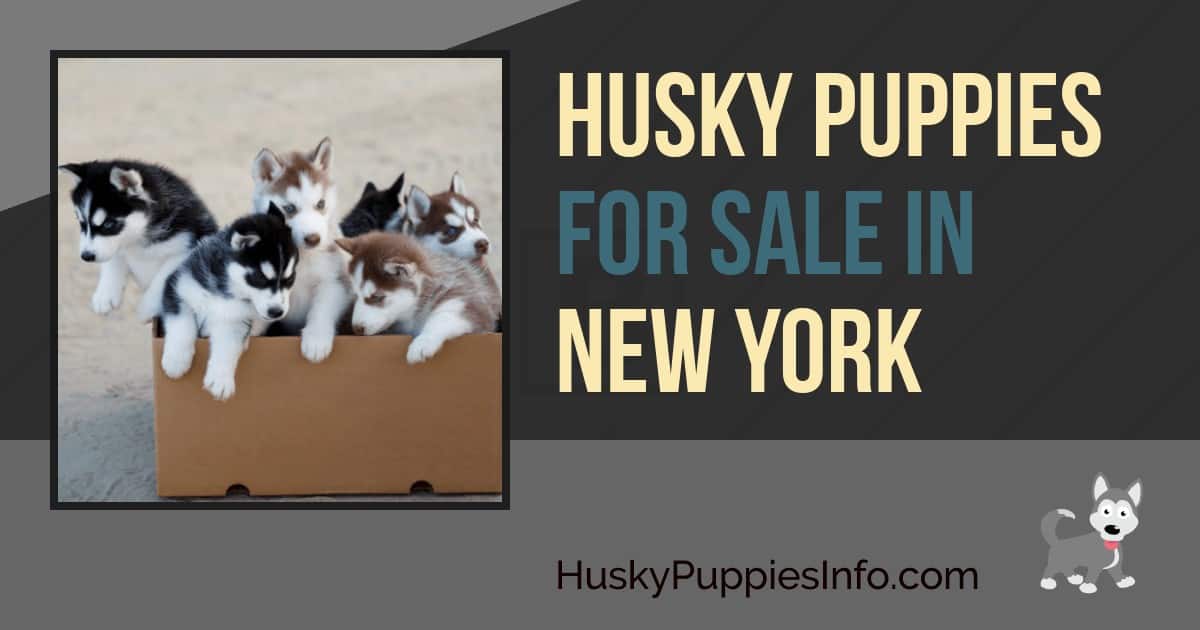 Siberian Husky Puppies For Sale In New York Siberian Husky Puppies For Sale In New York