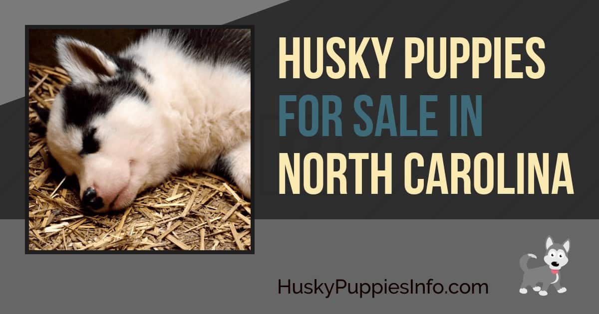 Siberian Husky Puppies For Sale In North Carolina Siberian Husky Puppies For Sale In North Carolina