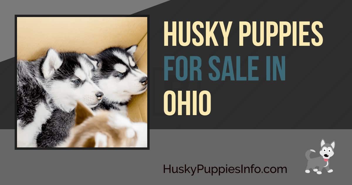 Siberian Husky Puppies For Sale In Ohio Siberian Husky Puppies For Sale In Ohio