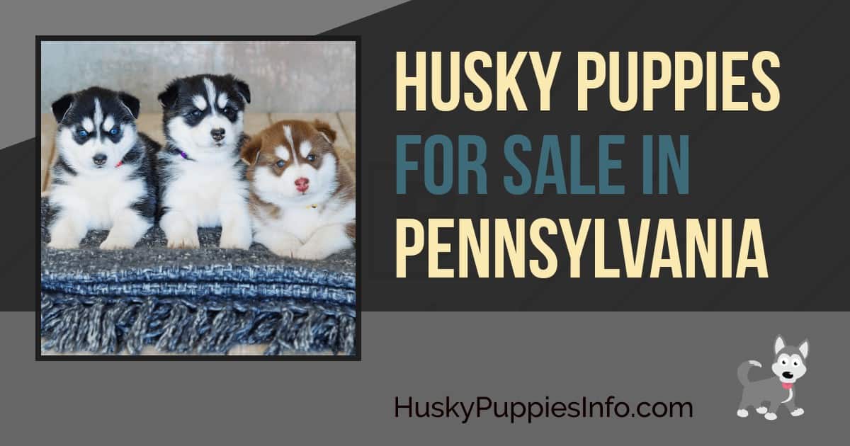 Siberian Husky Puppies For Sale In Pennsylvania Siberian Husky Puppies For Sale In Pennsylvania