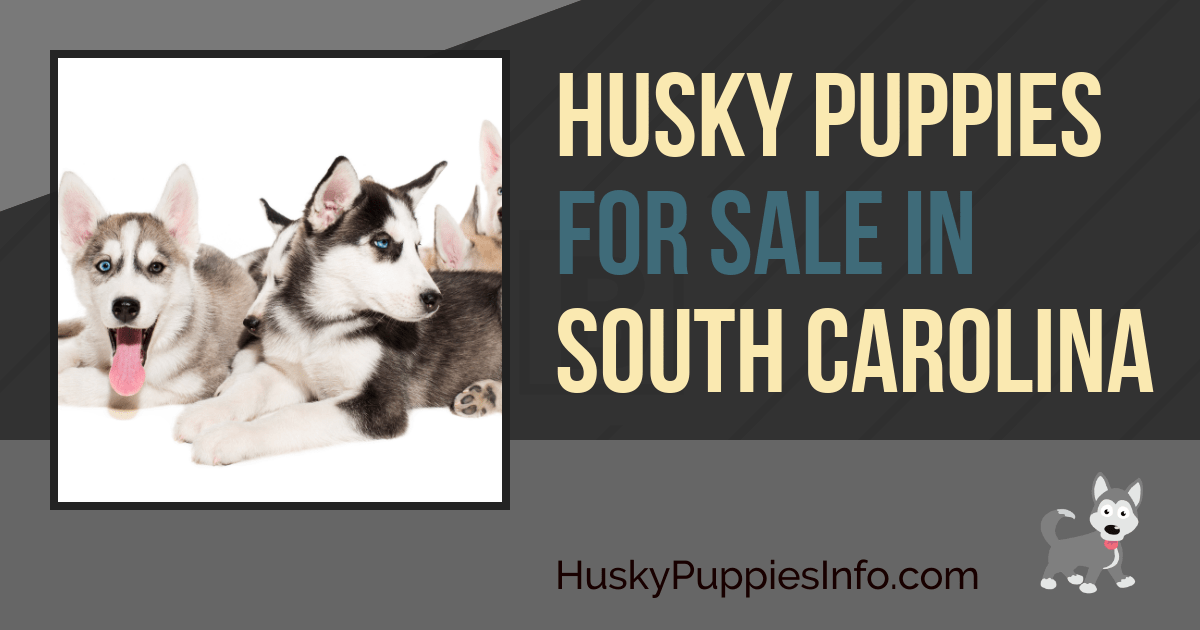 Siberian Husky Puppies For Sale In South Carolina Siberian Husky Puppies For Sale In South Carolina