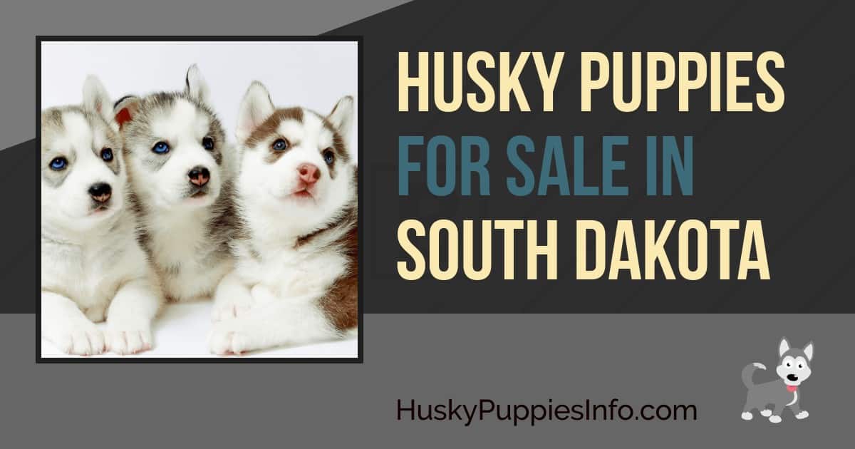 Siberian Husky Puppies For Sale In South Dakota