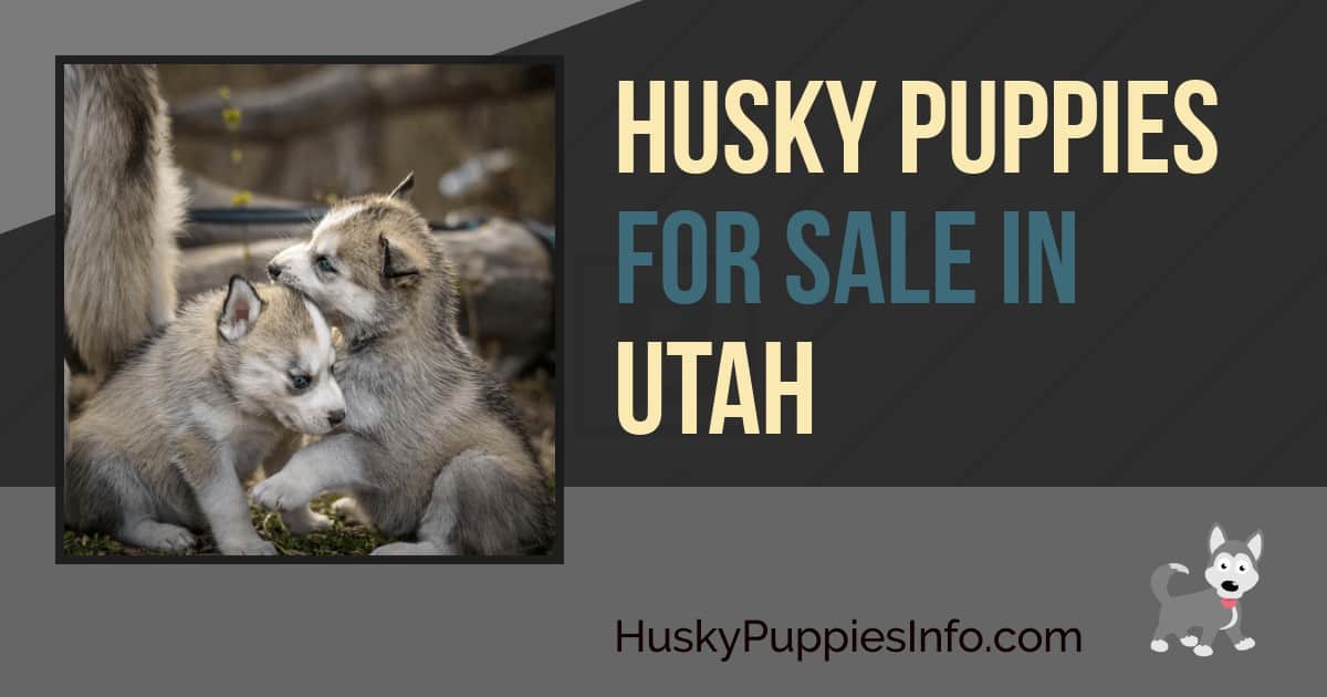 Siberian Husky Puppies For Sale In Utah Siberian Husky Puppies For Sale In Utah