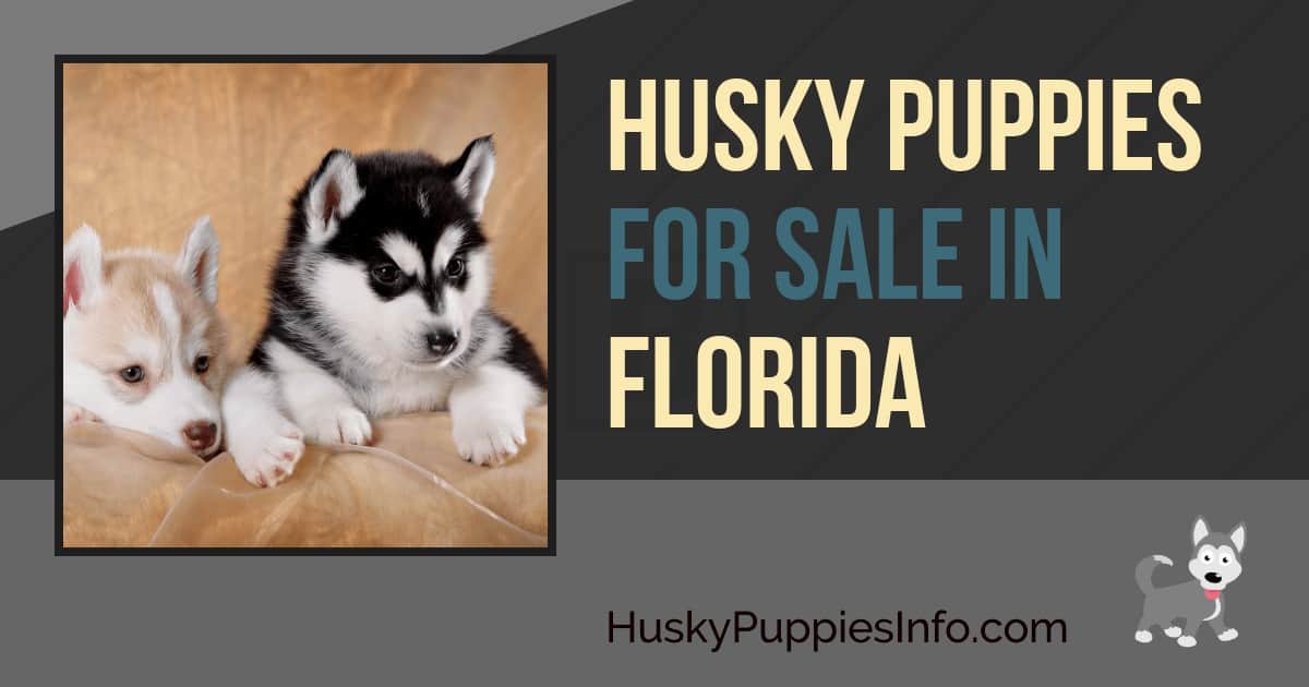 Siberian Husky Puppies For Sale in Florida Siberian Husky Puppies For Sale in Florida