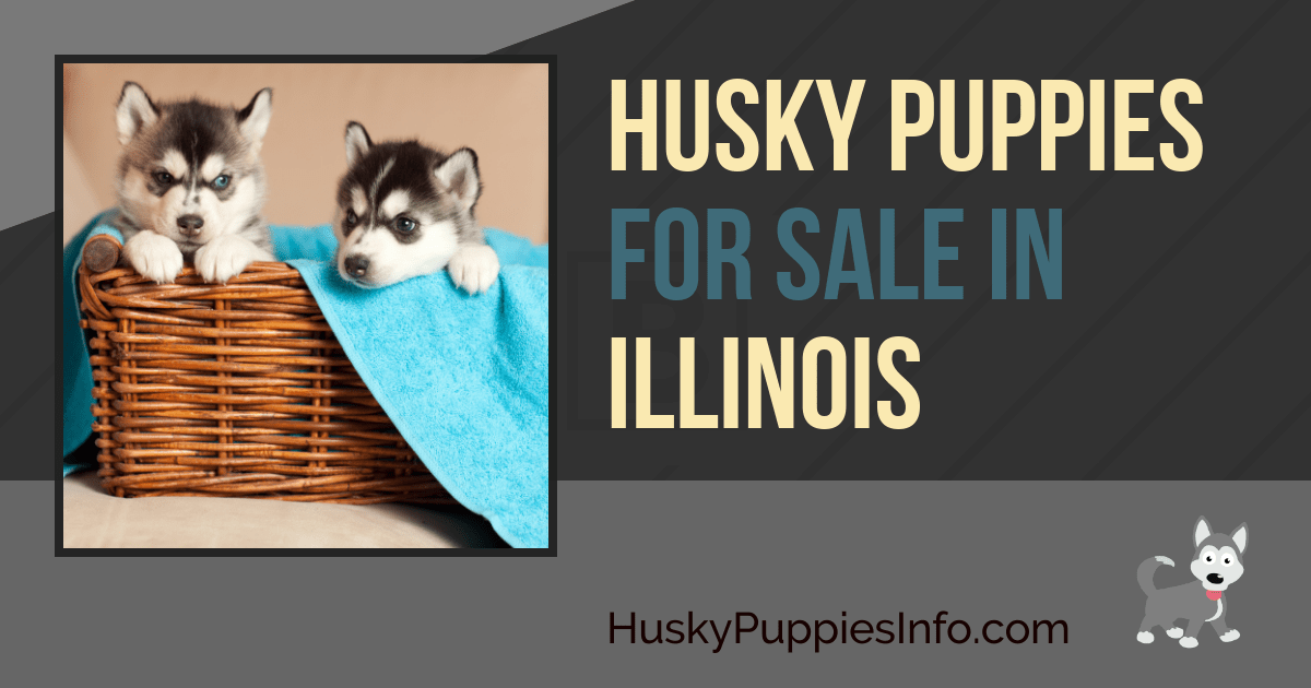 Siberian Husky Puppies For Sale in Illinois Siberian Husky Puppies For Sale in Illinois