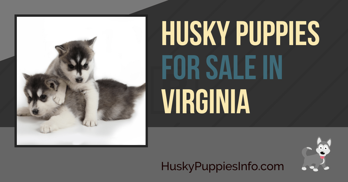 Siberian Husky Puppies For Sale in Virginia Siberian Husky Puppies For Sale in Virginia