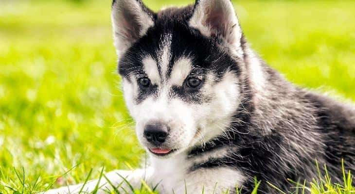 How To Potty Train A Husky How To Potty Train A Husky