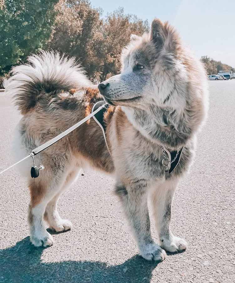 Unique color chow chow husky mix stand on the road outside under the sunlight