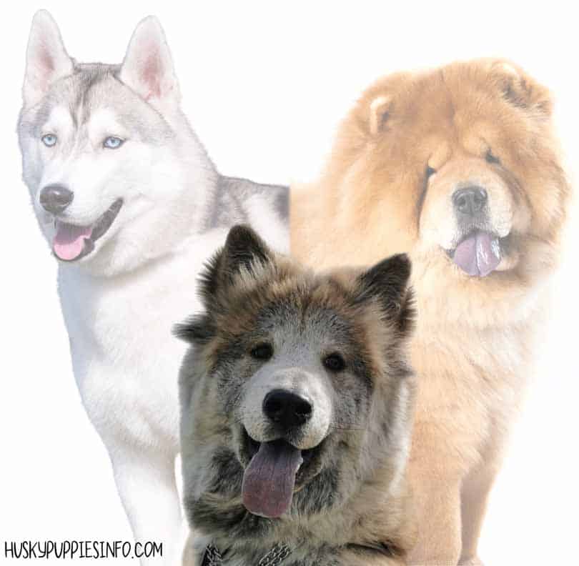 husky and chow chow cross breed
